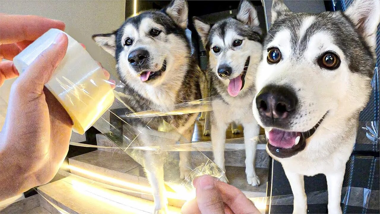 Смешная реакция хаски. Хаски и маламут канал. Реакция хаски. Сьюзи ютуба реакция хаски. Реакция хаски.