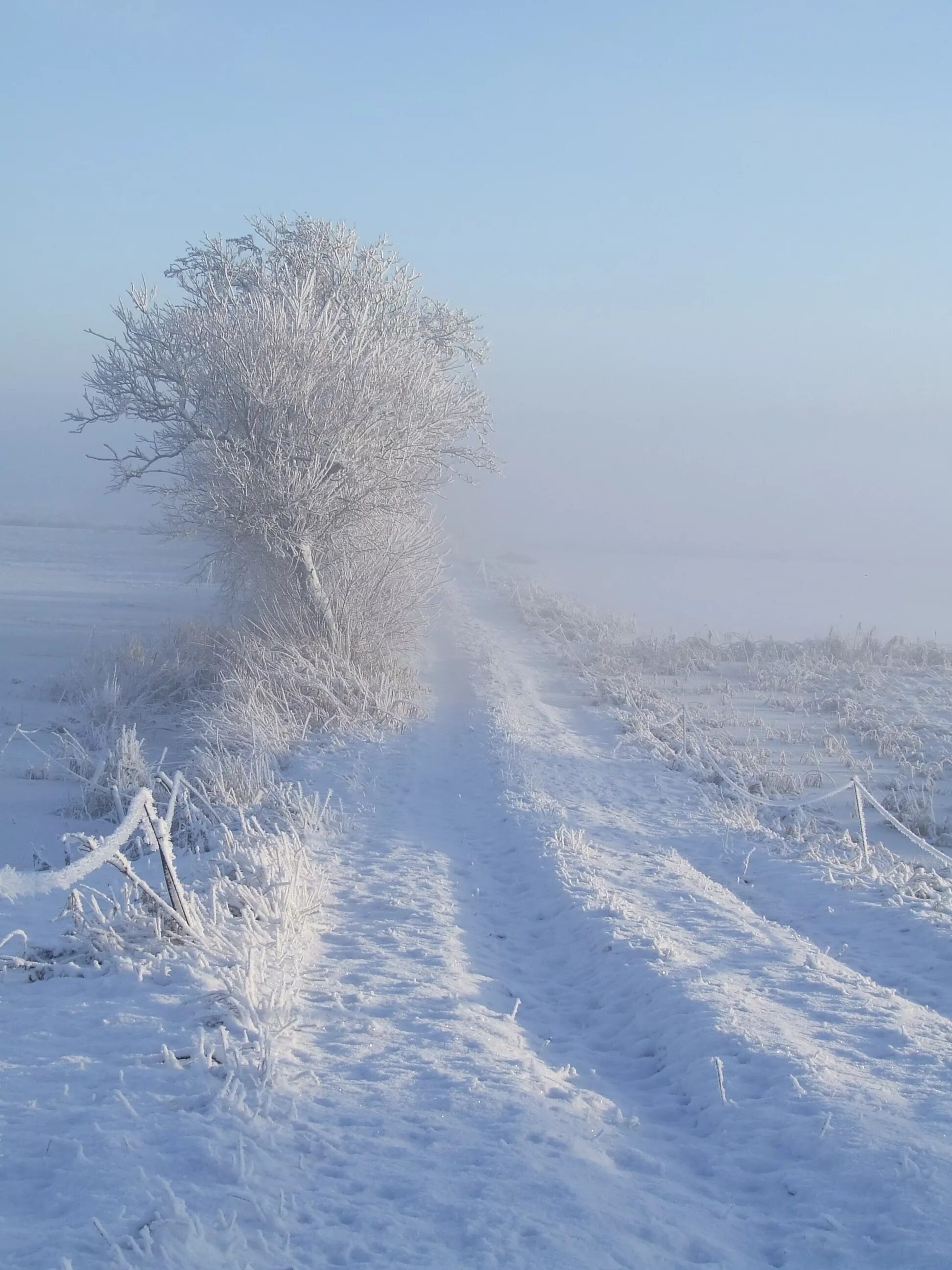 Метель. Зимняя буря. Мител. Метель зимой.