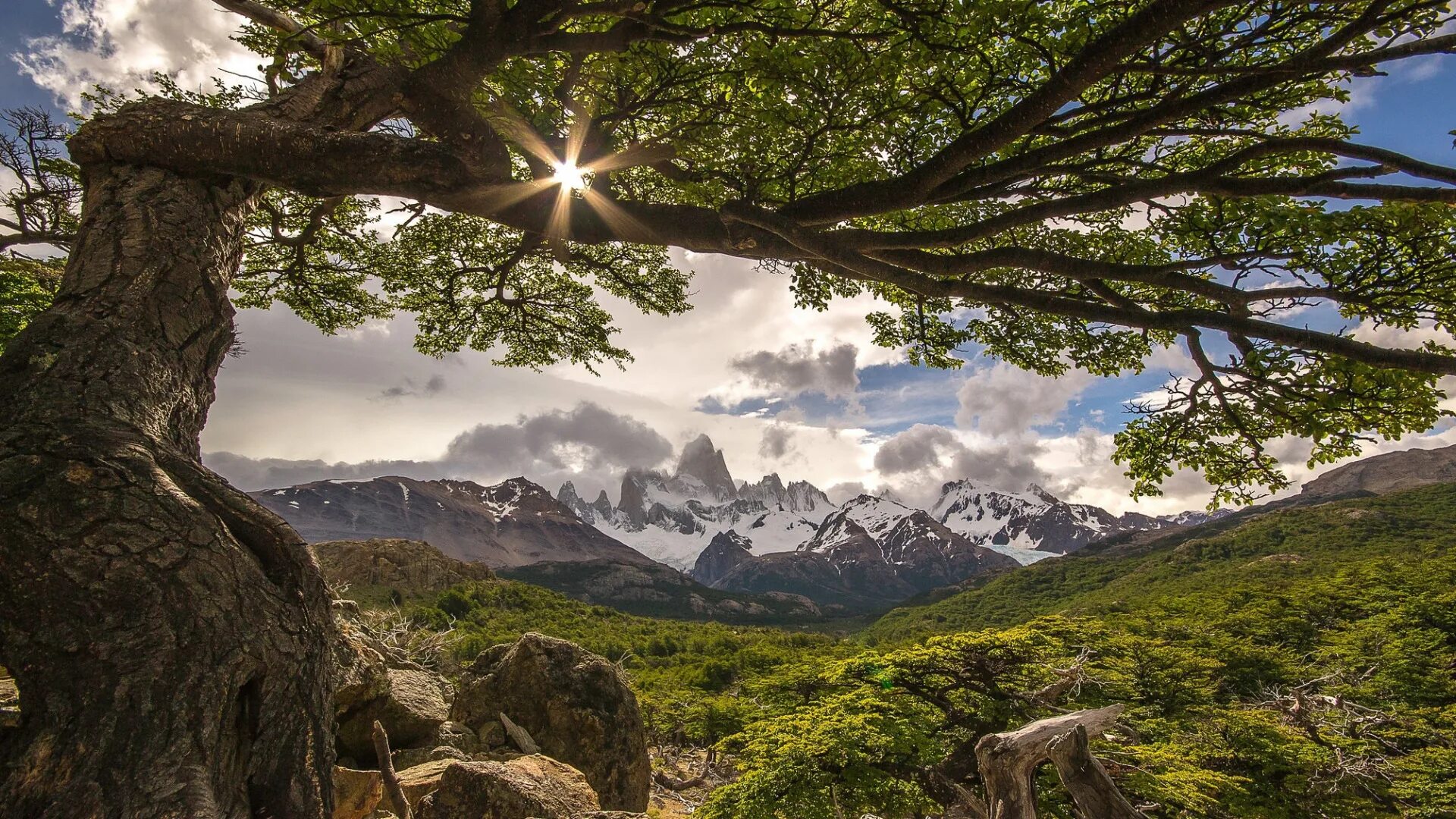 Сосна в горах. Хуаншань сосны. Лестница горы хуаншань. Деревья в горах. Tree mount.