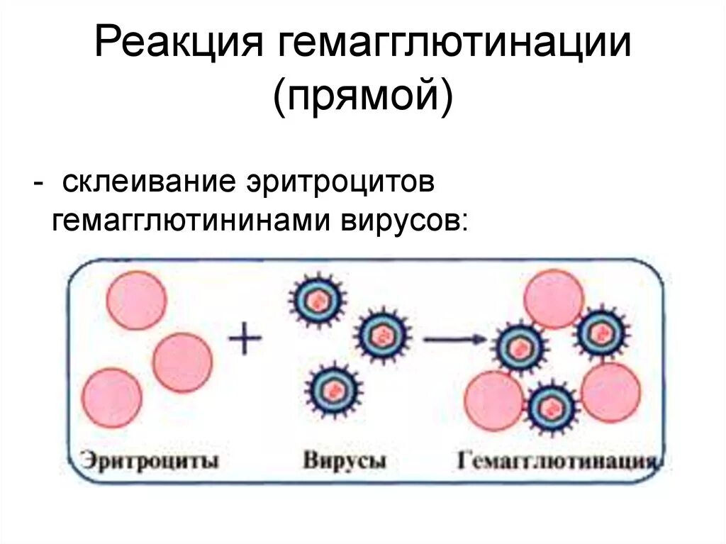 Гемагглютинация это