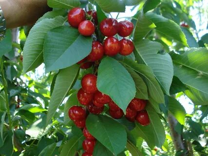Лучшие сорта колоновидной вишни