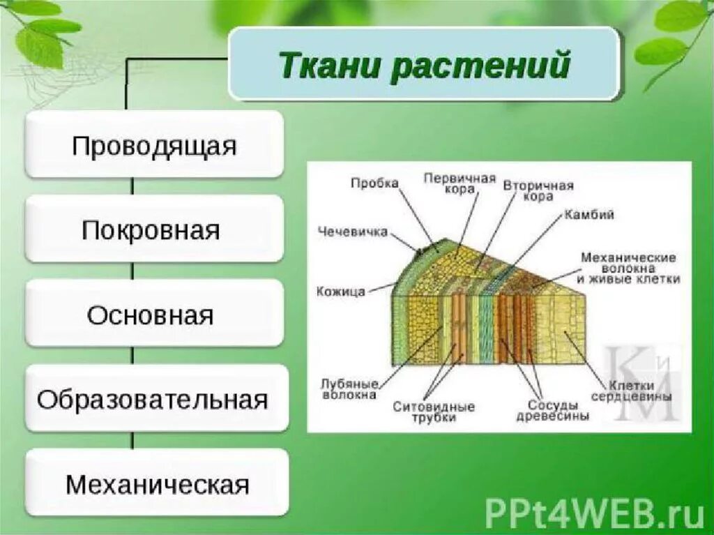 Ткани растений 6 видов. Строение ткани растений 6 класс по биологии. Ткани растений и животных 5 класс биология. Ткани растений их строение и функции 6 класс. Типы тканей растений и их функции 6 класс.