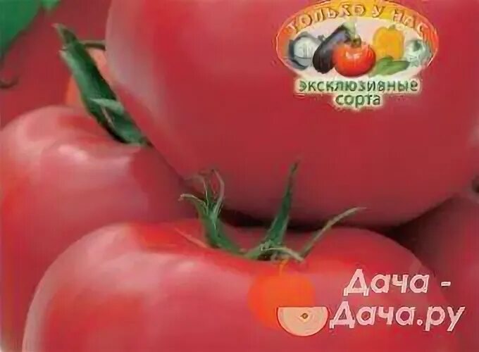 Томаты сорт лапоть. Томат ласковый миша. томат лапоть описание сорта фото отзывы. томат сибирские лапти.