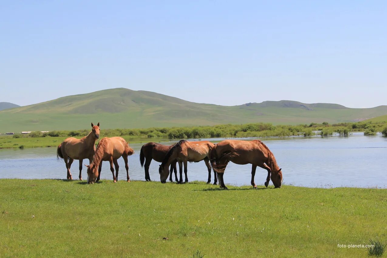 Бырка забайкальский край приаргунский район. Погода бырка забайкальский край. Станция бырка забайкальский край. Село хара бырка забайкальский край. Тасырхой забайкальский край пожар.