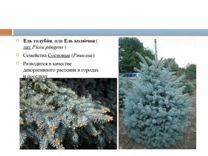 Голубые ели изложение