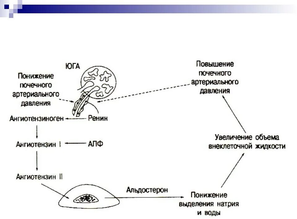 РААС В регуляции артериального давления. Ренин-ангиотензин-альдостероновая система. Ангиотензин схема. Роль ренин-ангиотензин-альдостероновой системы в регуляции ад. Центр регуляции кровяного давления