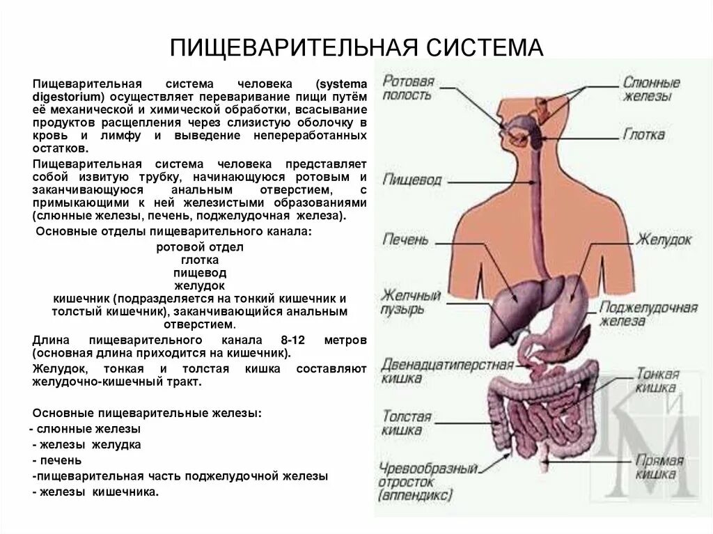 Какую функцию выполняют органы пищеварительной железы. Отделы пищеварительной системы человека схема. Функции пищеварительной системы схема. Пищеварительная система человека строение и функции. Функции органов пищеварения схема.