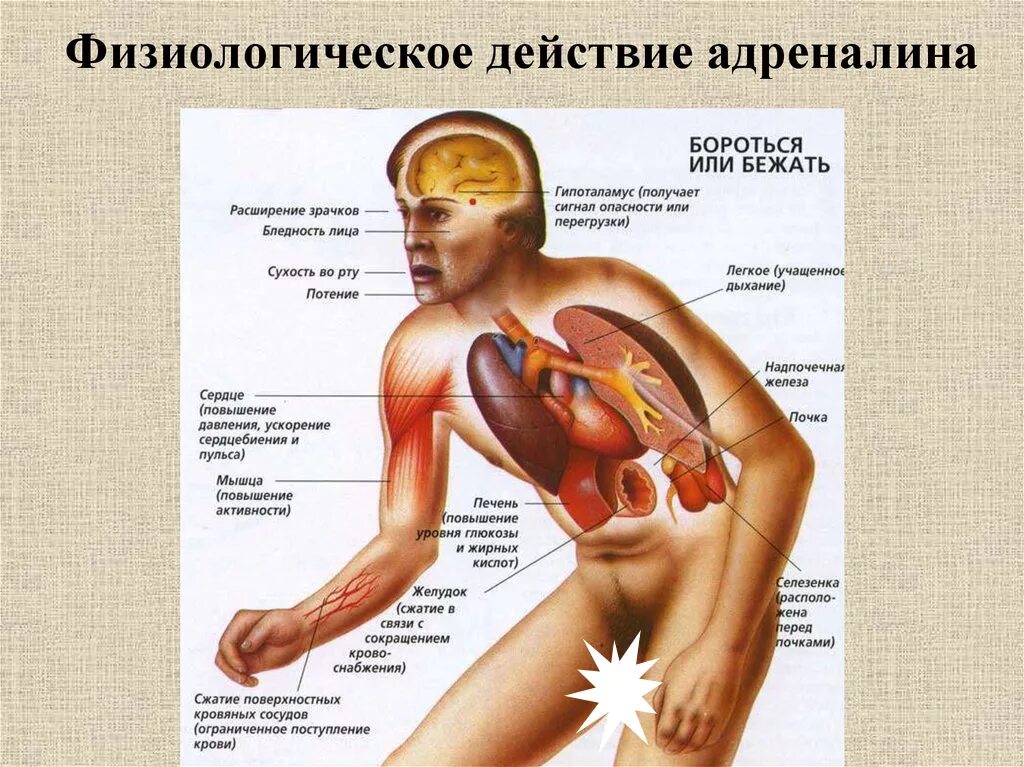 Снижение адреналина. Влияние адреналина на организм человека. Воздействие адреналина на мышцы. Влияние адреналина на человека. Влияние адреналина на органы.