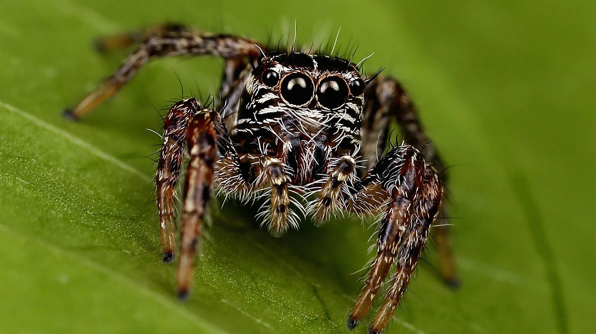 Spiders pictures. Приснился паук. Паук скакун коричневый. Пауки новой Зеландии. Паук скакун черный.