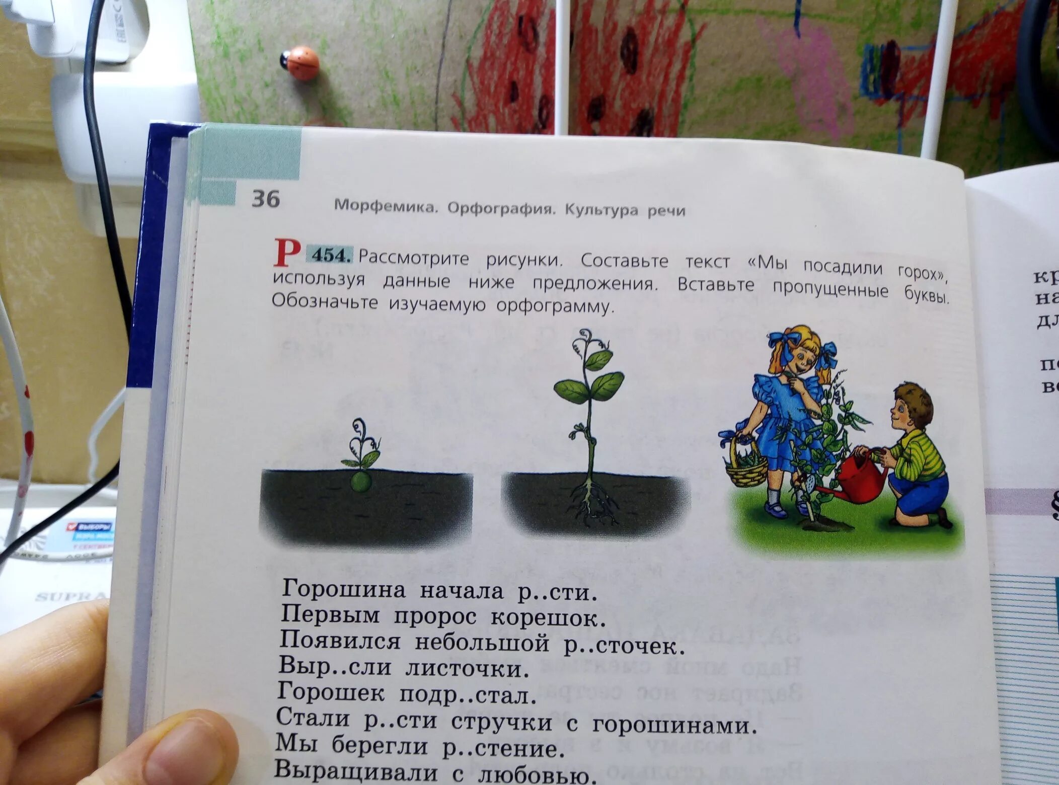 Горошина начала расти появился крохотный росток. Текст как мы посадили горох. Предложение со словом горох. Текст мы посадили горох 5 класс. Составить предложение со словом горох.