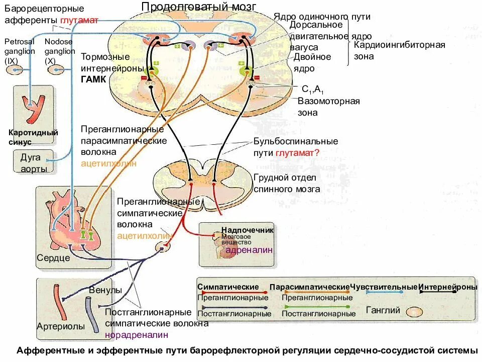 Нервно рефлекторный путь регуляции. Афферентные и эфферентные проводящие пути продолговатого мозга. схема регуляции артериального давления. рефлекторные дуги участвующие в регуляции работы сердца. рефлекторные механизмы регуляции артериального давления.