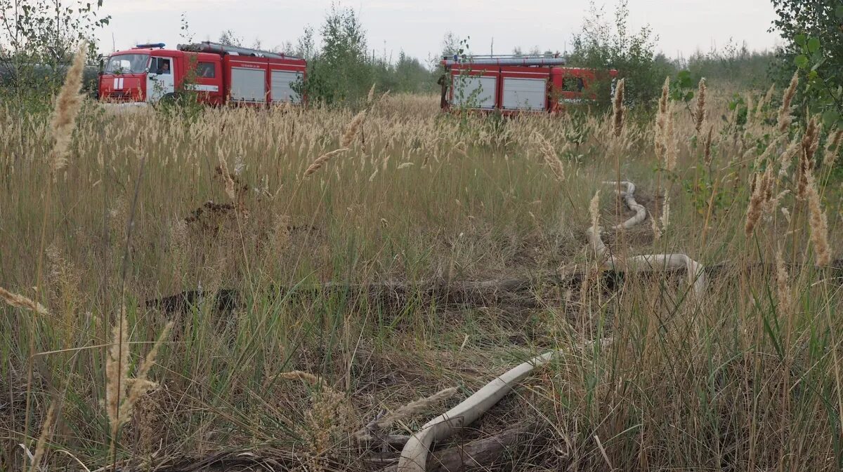 Терновский район Воронежской области. Шакалы в Воронежской области. Птицы Рамонского района Воронеж. Лес Терновского района Воронежской области-. Хлопки в воронежской области