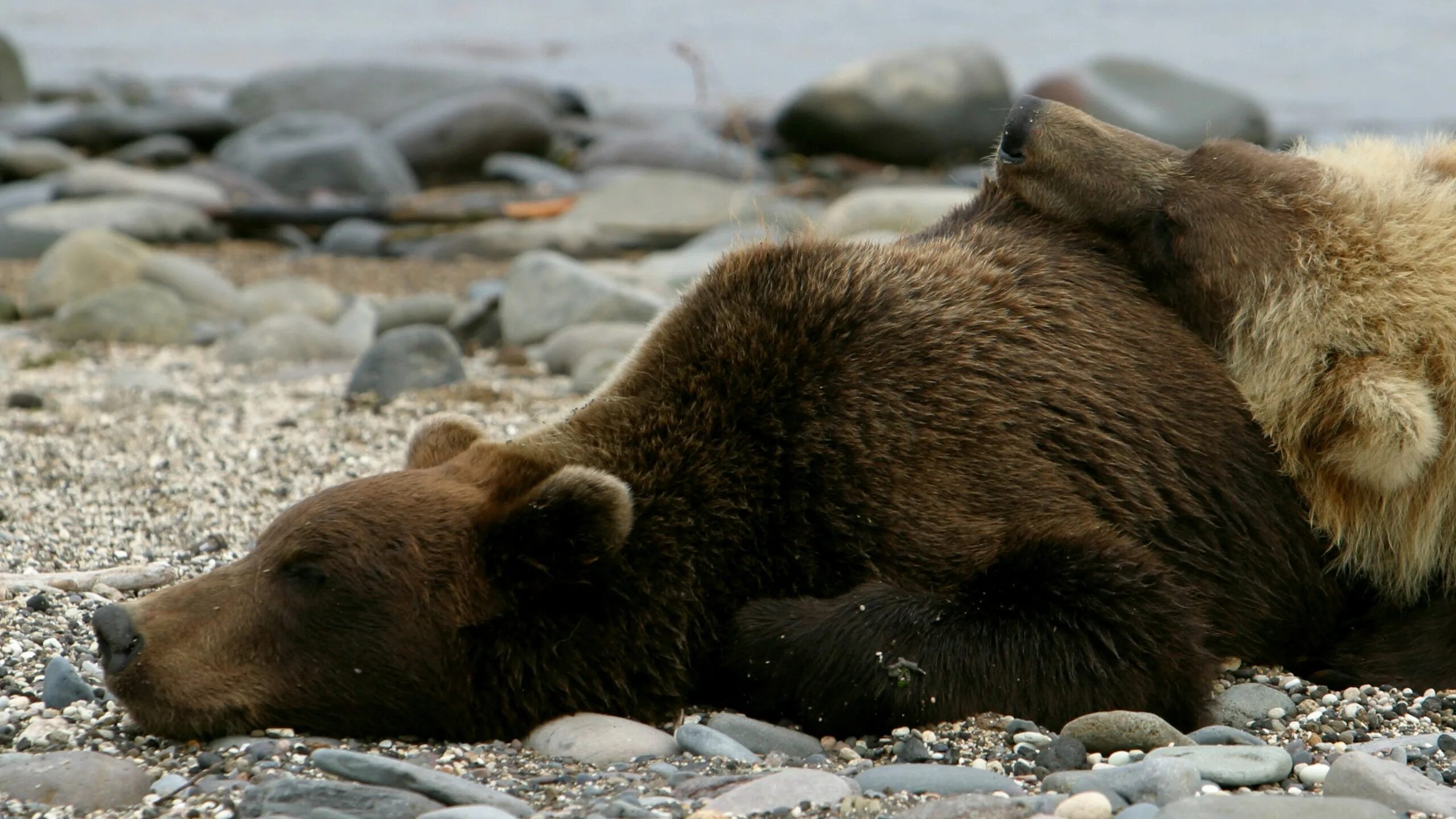 Sleeping bears