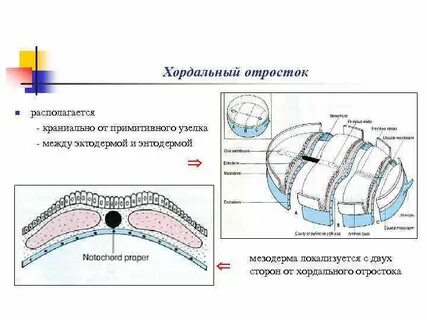 Прехордальная пластинка