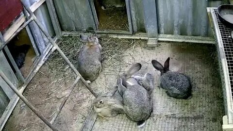 Крольчиха сделала гнездо