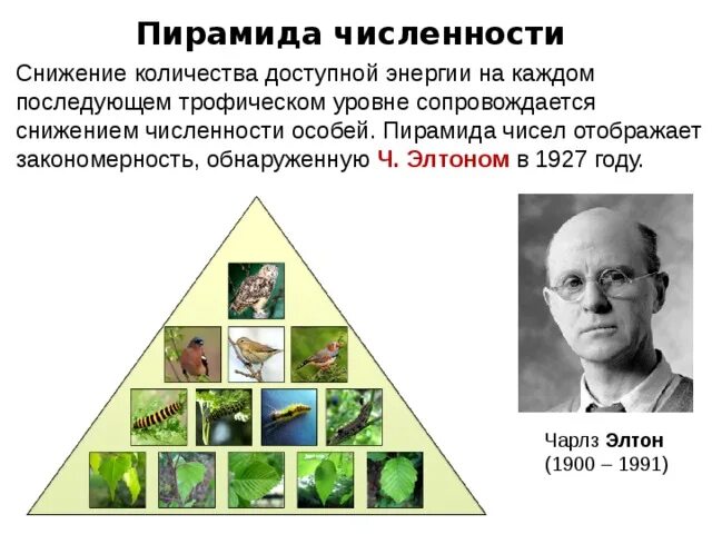 Экологическая пирамида Элтона. Пирамида чисел биомассы и энергии. Экологическая пирамида биоценоза