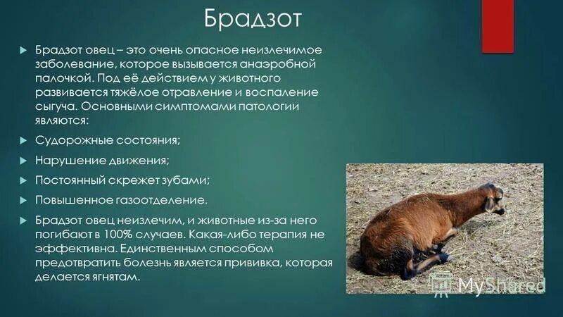 Заболевания ягнят