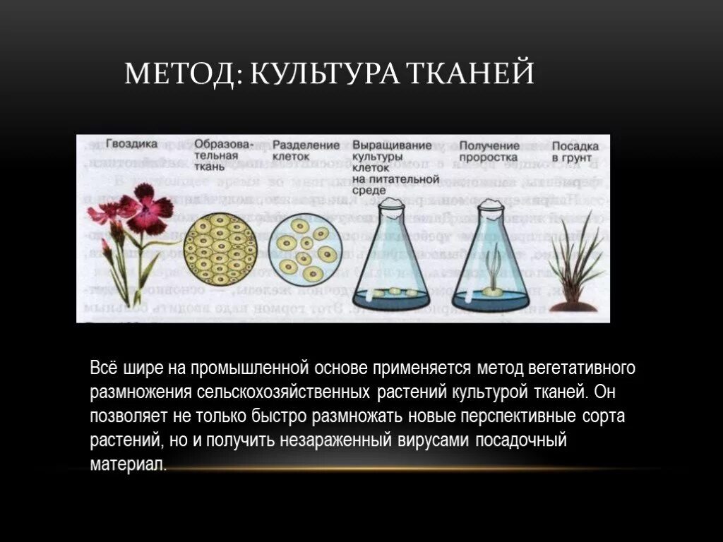 Установите последовательность этапов выращивания растения. Способы вегетативного размножения культура тканей. Вегетативное размножение метод культуры тканей. Вегетативное размножение растений методом культуры тканей. Метод культуры клеток и тканей растений.