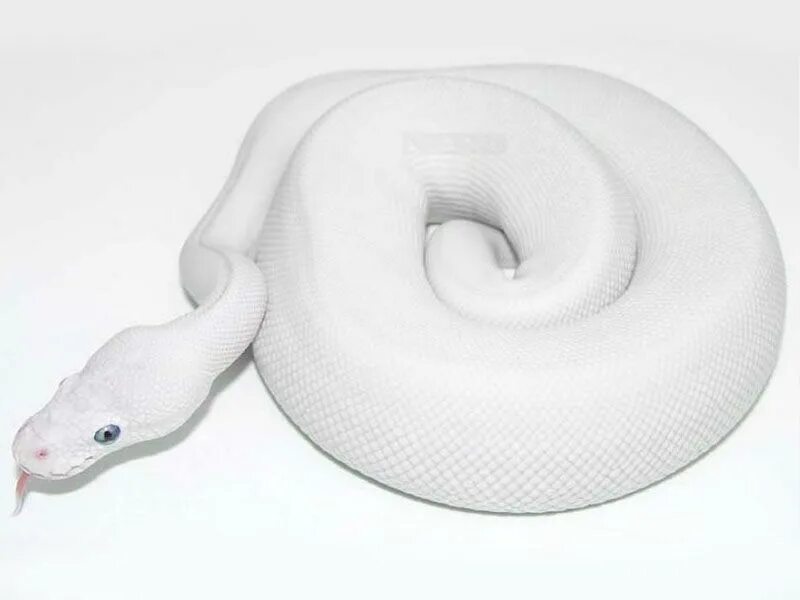 Королевский питон super russo. Super lesser. Super lesser. Королевский питон ghi mojave pastel. Super lesser.