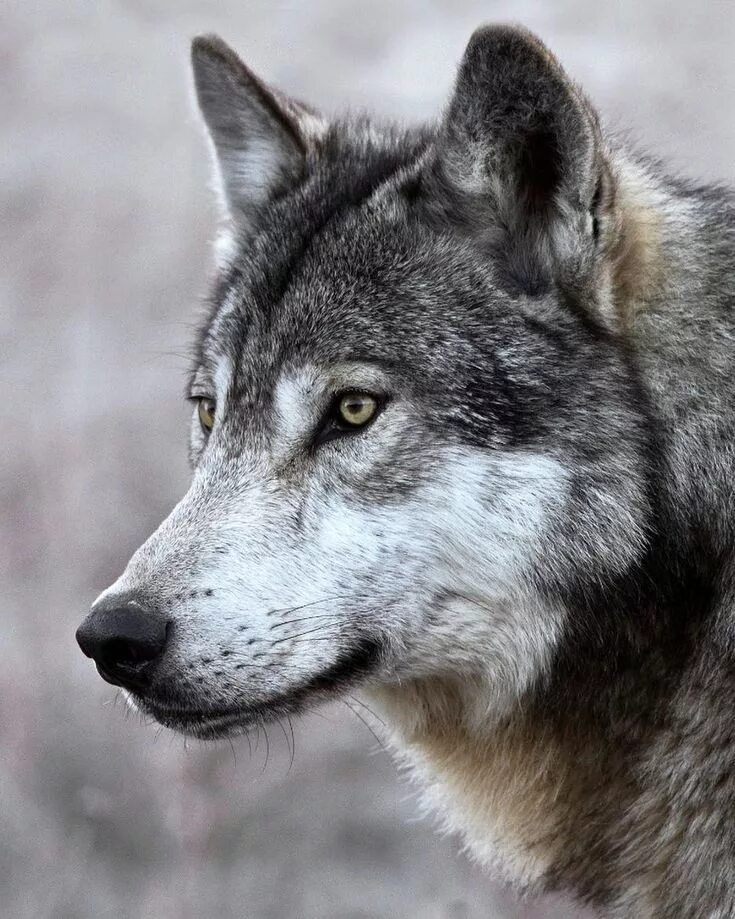 Виды воков. Волк. Серый волк canis Lupus. Среднерусский Лесной волк. Морда волка.