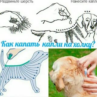 Куда капать собаку