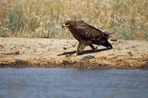 Животные волгоградской