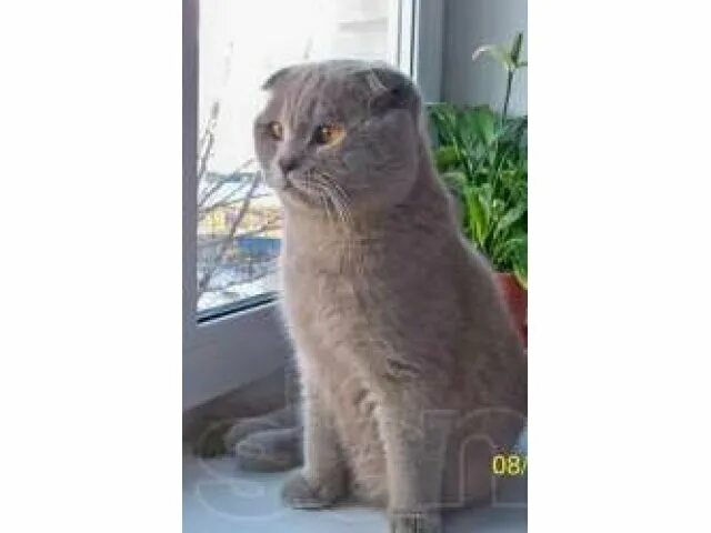 Сколько весят вислоухие коты