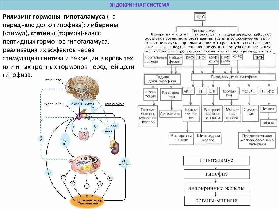 В гипофизе синтезируется гормон. Схема действия гипоталамо-гипофизарной системы гормоны. Эндокринная система таблица гипоталамус. Гормоны гипоталамо-гипофизарной системы таблица. Эндокринная система гормоны таблица гипофиз.