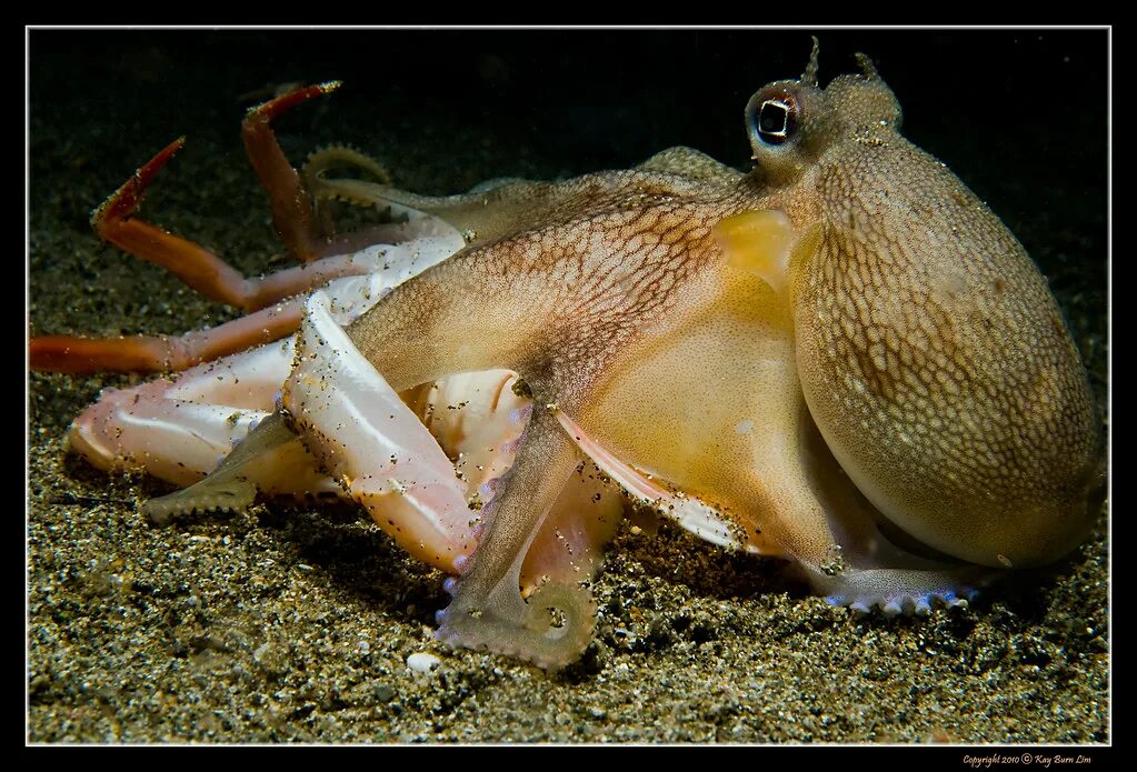 Голиаф каракатица. Морской монах каракатица. Краб осьминог. Каракатица охотится.