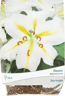Лилия легенда