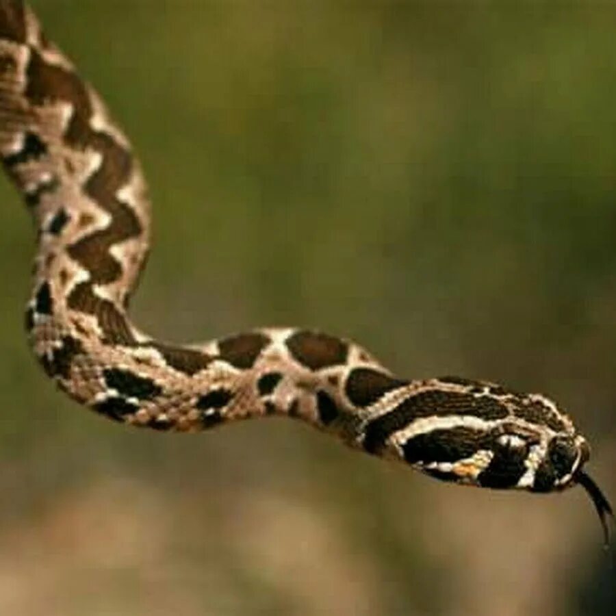 Палестинская гадюка вернера в подмосковье. Палестинская гадюка вернера. Палестинская гадюка вернера в подмосковье. Палестинская гадюка вернера в подмосковье. Ложнорогатая гадюка.