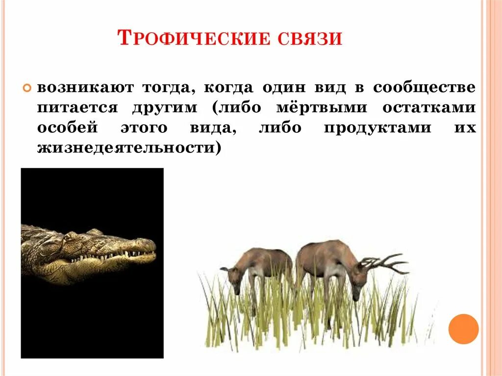 Когда возникают трофические связи. Связи между организмами в биоценозе. Трофические связи между животными и растениями. Трофические связи в биоценозе. Трофические взаимосвязи.
