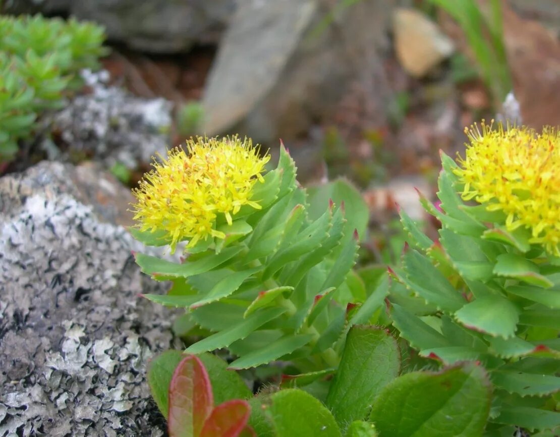 Родиола розовая полезные. Родиола розовая Rhodiola rosea. Родиола розовая Толстянковые. Родиола розовая Путорана. Родиола Арктическая.