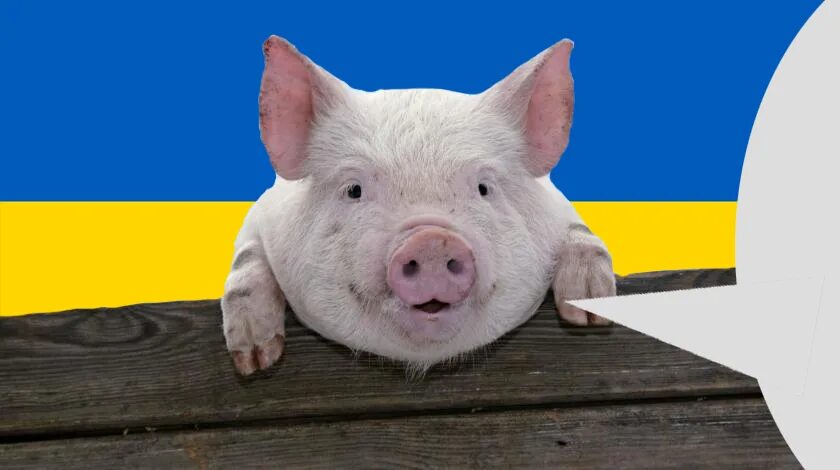 Свинка говорит. Свинья в цвете украинского флага.