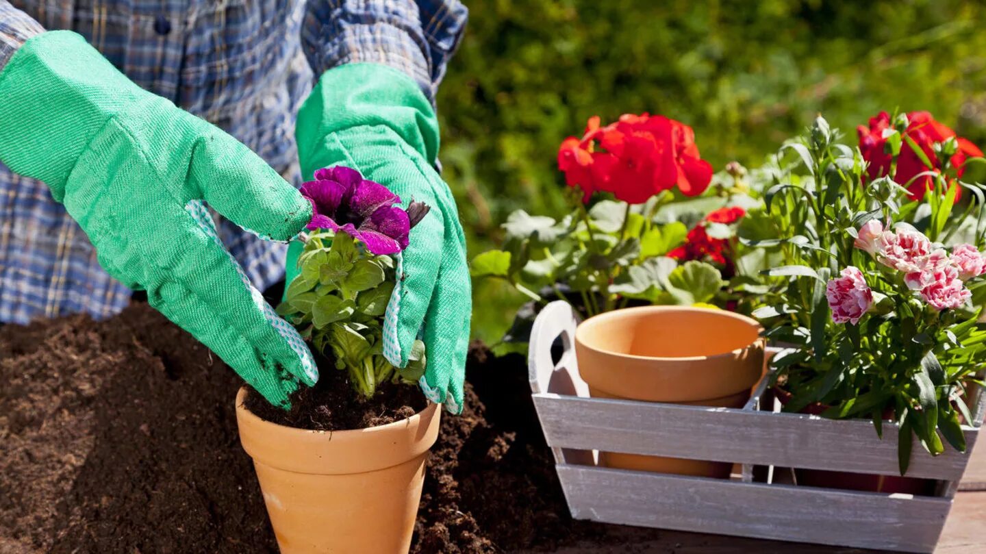 Копейка дела с рассадой. Растения огорода. Выращивать цветы. Огород рассада. Петуния на гидропонике.