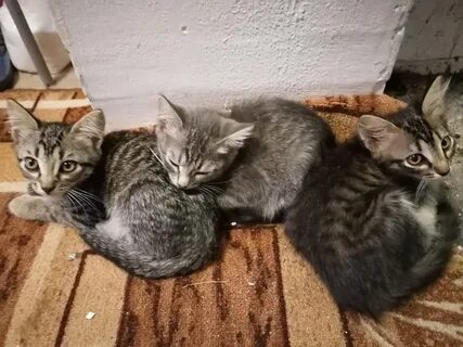 Котята должны