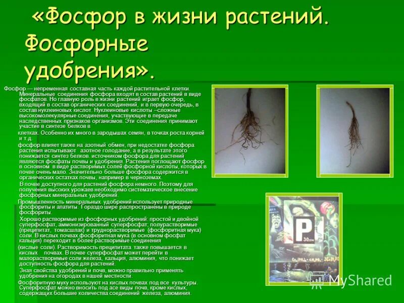 Каково значение процесса деления в жизни растения. Значения фосфата для растений. Фосфор в жизни растений. Роль фосфорных удобрений для растений. Влияние фосфорных удобрений на растения.