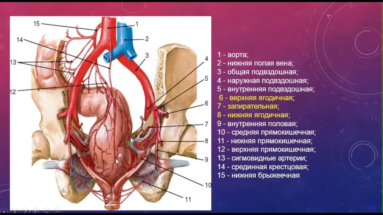 Подвздошные вены анатомия. Внутренняя подвздошная артерия анатомия. Наружная подвздошная артерия. Общая, наружная и внутренняя подвздошные артерии и вены.