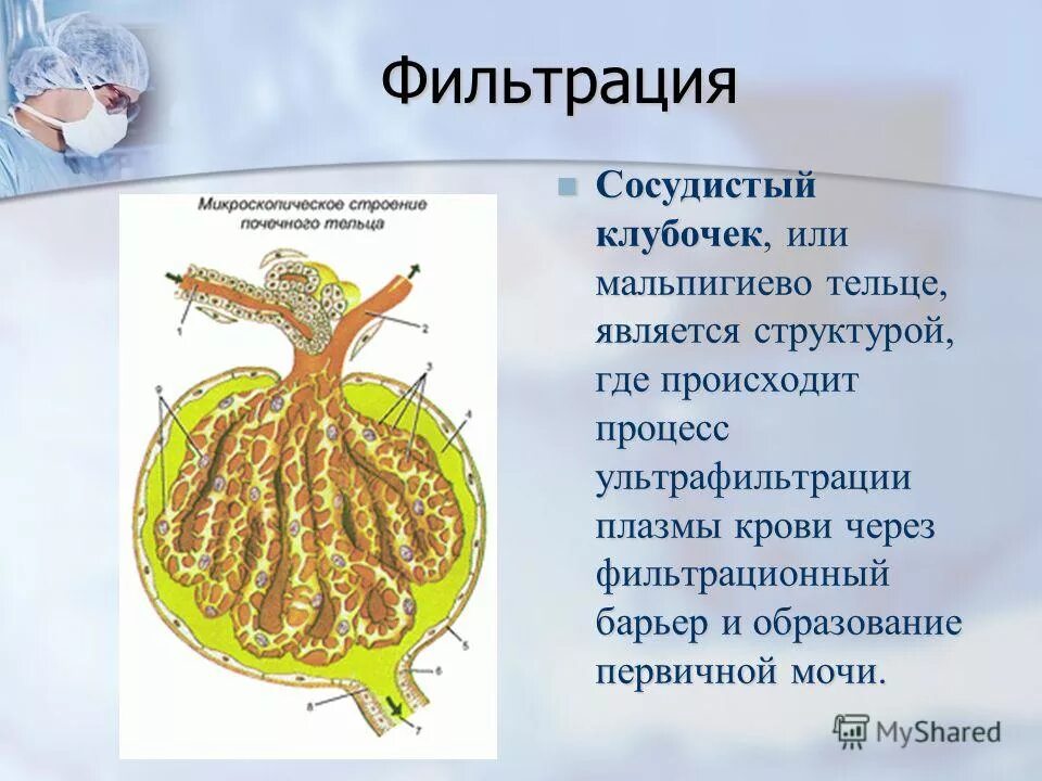 клубочковая фильтрация почек физиология. строение клубочкового фильтра. функция мальпигиевого клубочка. механизм клубочковой фильтрации схема. фильтрация крови в почках происходит в.