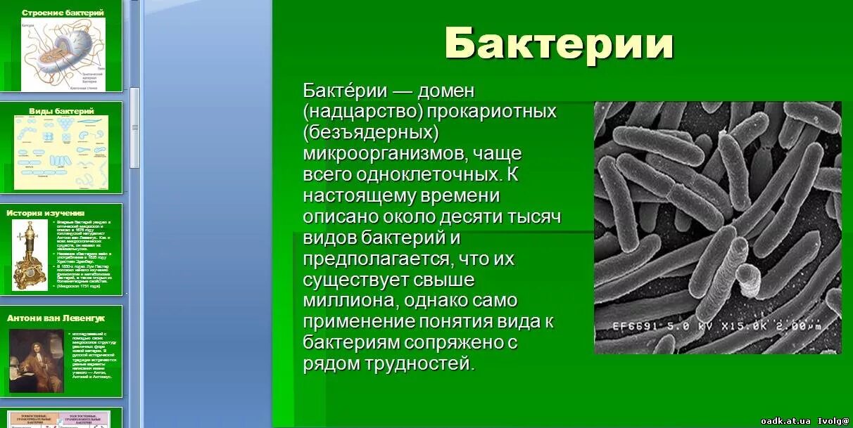 Бактерии сообщение кратко. Сообщение о бактериях 5 класс биология. Сообщение о бактериях. Доклад о бактериях. Доклад про бактерии 5 класс по биологии.