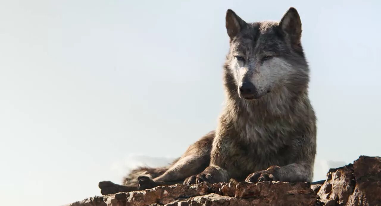 THE BIGGEST WOLF IN THE WORLD - YouTube