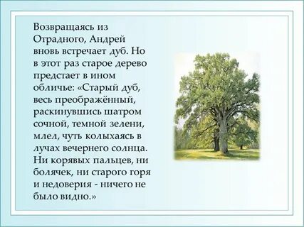 Эпизод поездка князя андрея в отрадное