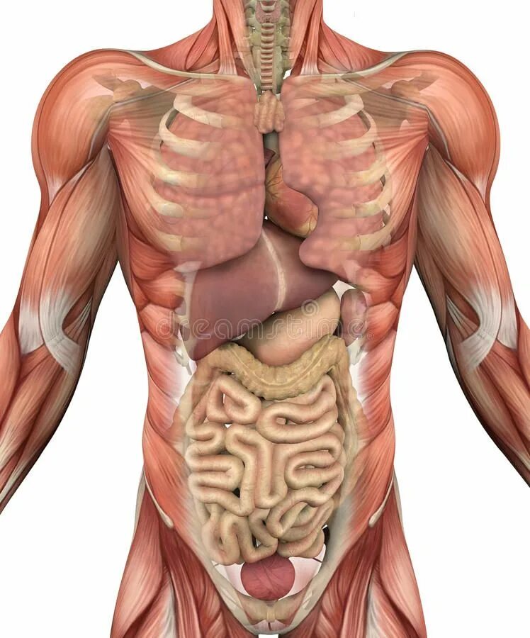 Анатомия человека. Анатомия живота. Тело человека. Анатомия человека внутренние органы.
