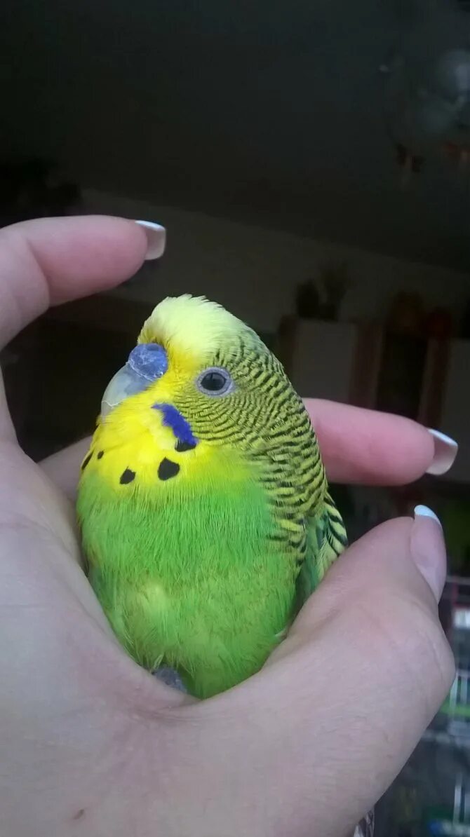 Воспаление зоба у волнистых попугаев симптомы. Зоб у попугая волнистого. Зоб у волнистого. Воспаление зоба у волнистых попугаев. Воспаление зоба попугай.