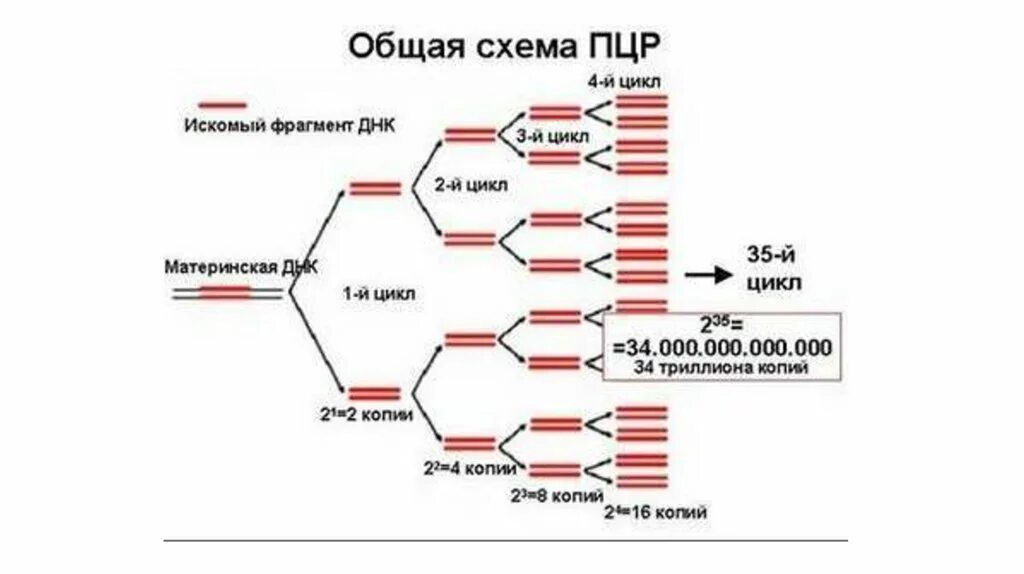 Схема исследования методом ПЦР. . Полимеразная цепная реакция (ПЦР). Этапы. ДНК диагностика метод полимеразной цепной реакции. Расшифровка молекулярной диагностики методов ПЦР.