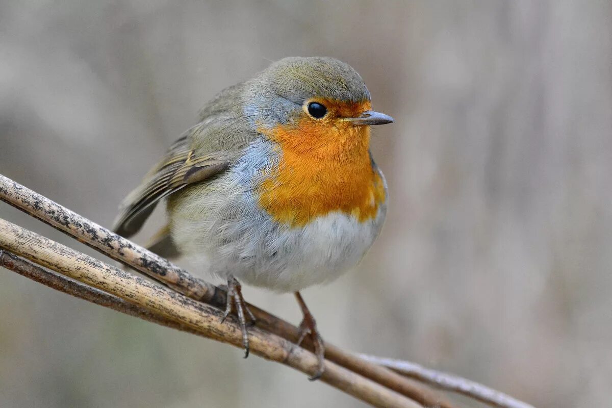 Со́йка garrulus glandarius. 3 птица птица на русском. Птички россии. Красивые птицы россии. 3 птица птица на русском.