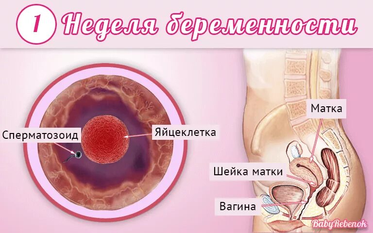 Первач неделя беременности. Первые 2 недели беременности. Симптомы беременности на 1 неделе. Ребенок 1 2 недели беременности