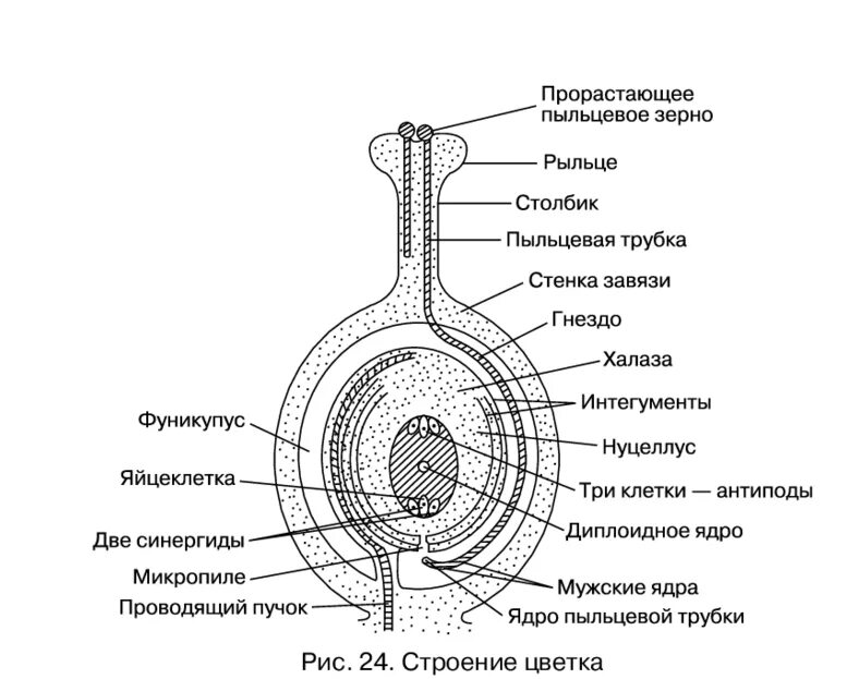 Рисунок генеративной клетки. Семязачаток покрытосеменных растений. Строение пыльцевого зерна покрытосеменных. Строение пыльцевого зерна цветковых. Строение пыльцевого зерна покрытосеменных растений.