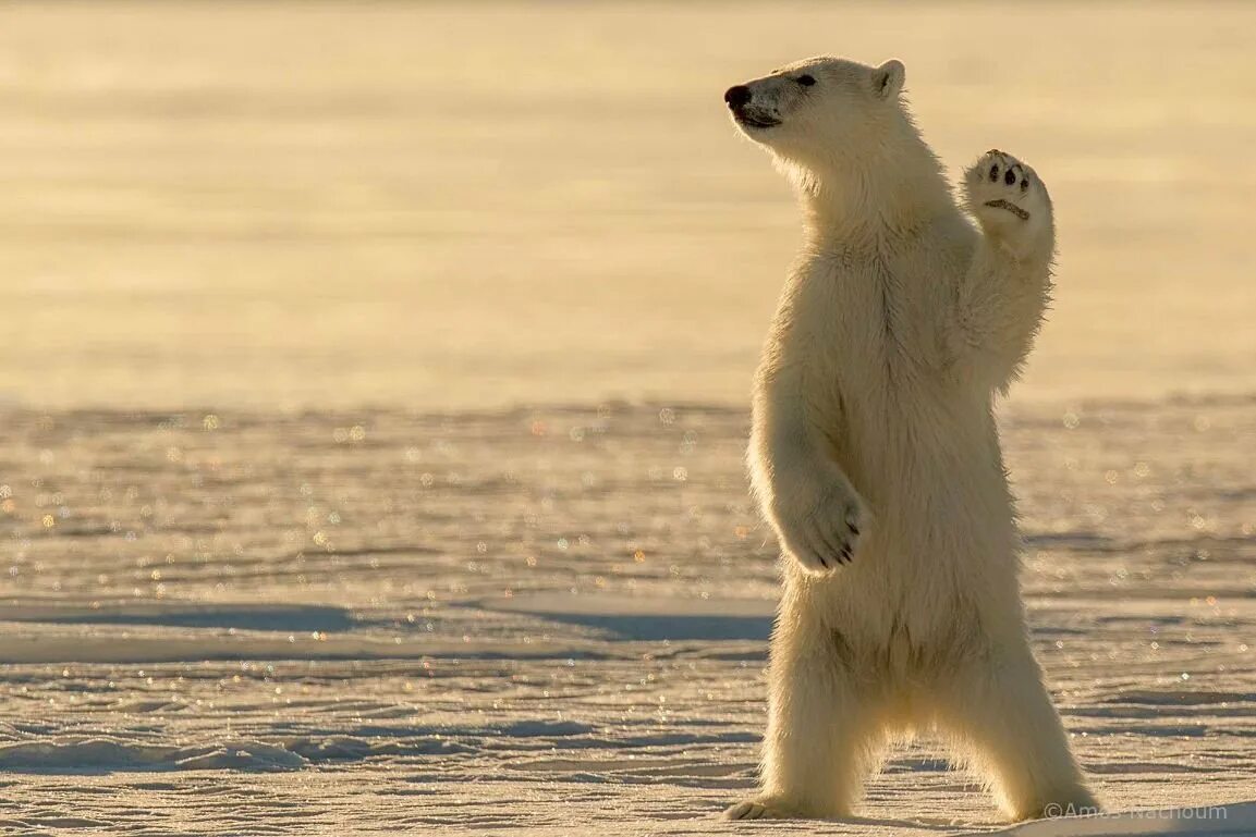 Машут лапами. Лапа белого медведя. Мишка машет лапой. Полярный медведь. Белый медведь на задних лапах.