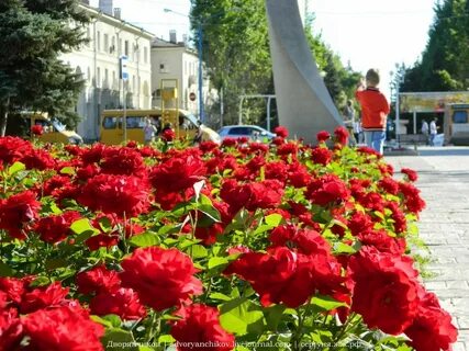 Цветы волжский